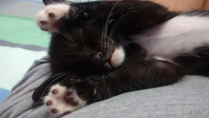 Gato ra a SRD idade Abaixo de 2 meses nome Sem nome