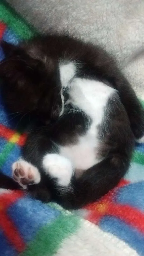Gato ra a SRD idade Abaixo de 2 meses nome Sem nome
