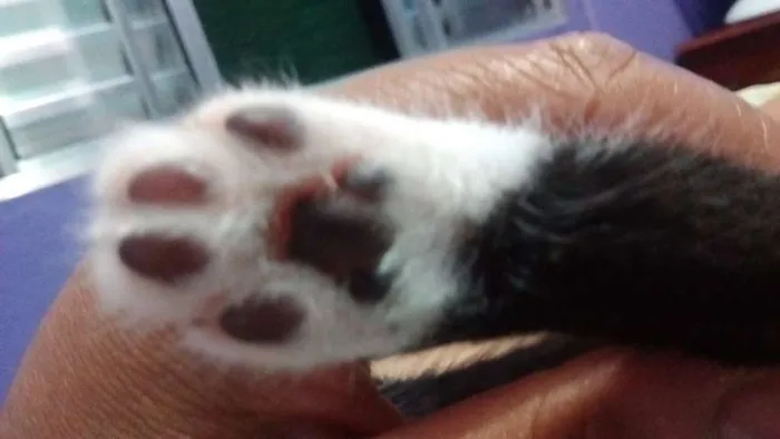 Gato ra a SRD idade Abaixo de 2 meses nome Sem nome