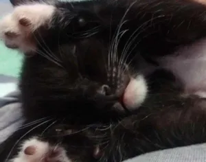Gato raça SRD idade Abaixo de 2 meses nome Sem nome