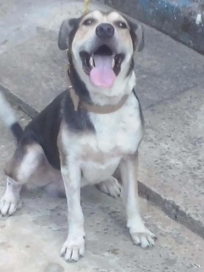 Cachorro raça mestiço idade 2 anos nome boby