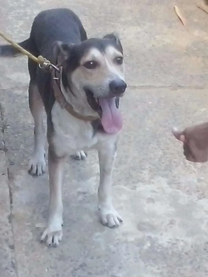 Cachorro raça mestiço idade 2 anos nome boby