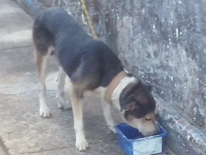Cachorro raça mestiço idade 2 anos nome boby