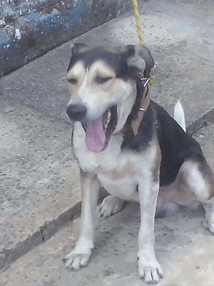 Cachorro raça mestiço idade 2 anos nome boby