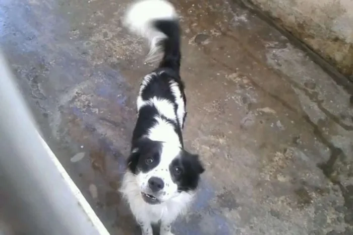 Cachorro ra a Misto idade 2 anos nome Thor