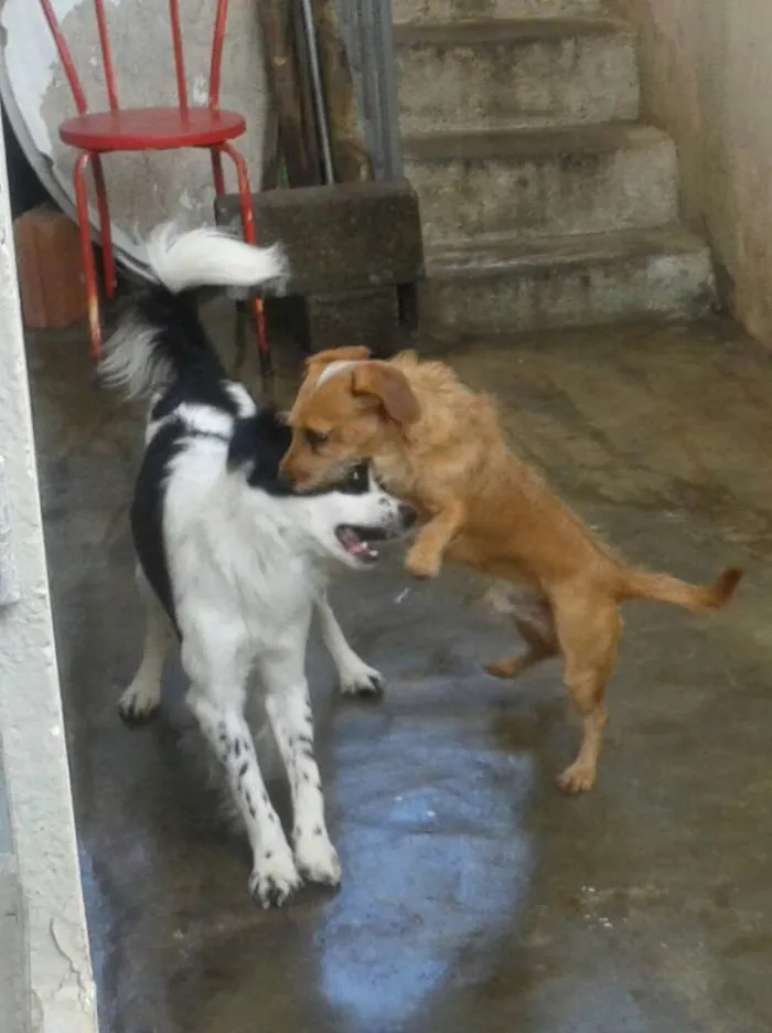 Cachorro ra a Misto idade 2 anos nome Thor