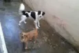 Chiquinho