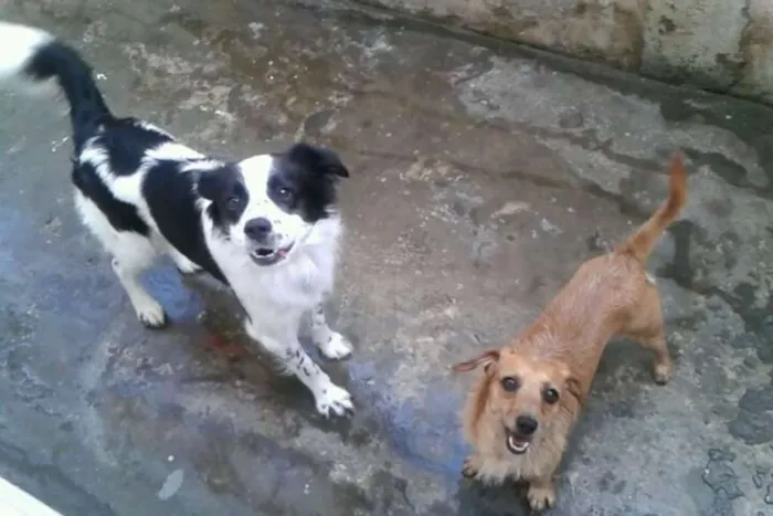 Cachorro ra a SRD idade 6 ou mais anos nome Chiquinho