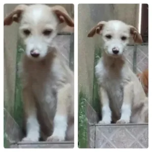 Cachorro raça  idade 2 a 6 meses nome n tem
