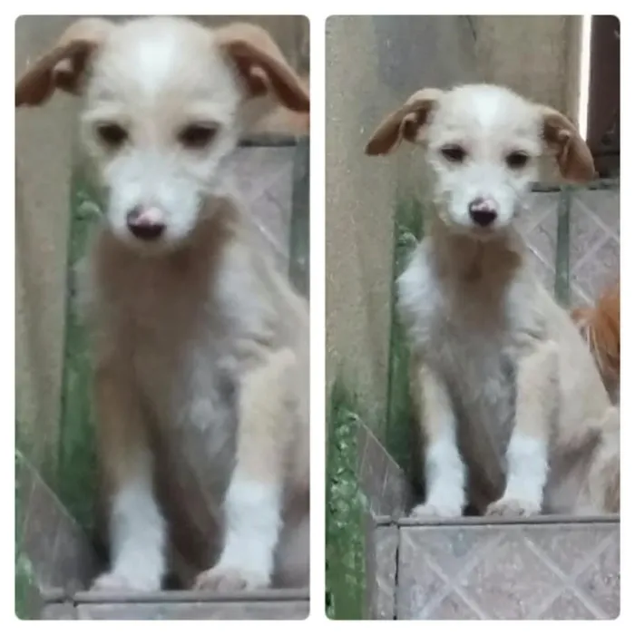 Cachorro ra a  idade 2 a 6 meses nome n tem