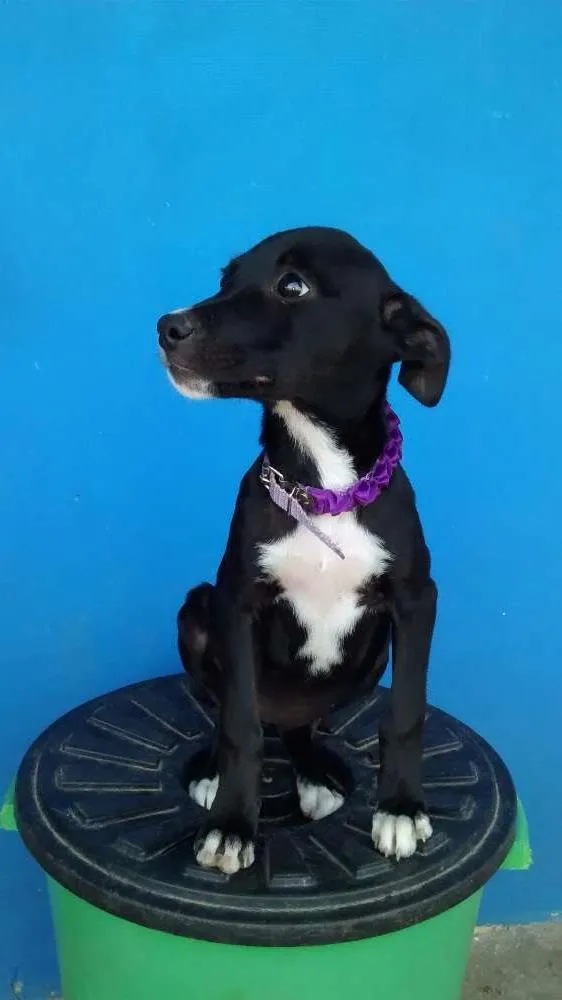 Cachorro ra a Srd idade 2 a 6 meses nome Teka