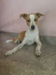 Pituca