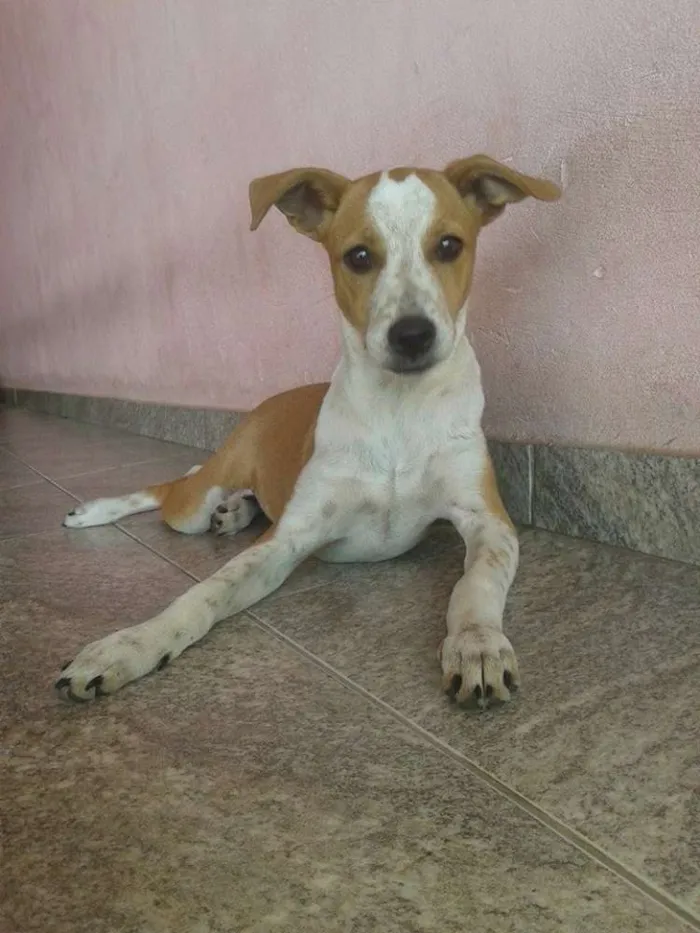 Cachorro ra a Viralata idade 2 a 6 meses nome Pituca