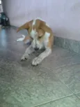 Pituca