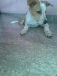 Pituca