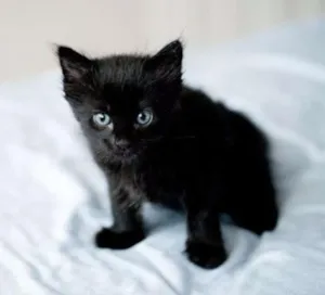 Gato raça SRD idade 2 a 6 meses nome Gatinha bebê