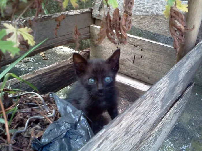 Gato ra a SRD idade Abaixo de 2 meses nome Filhote