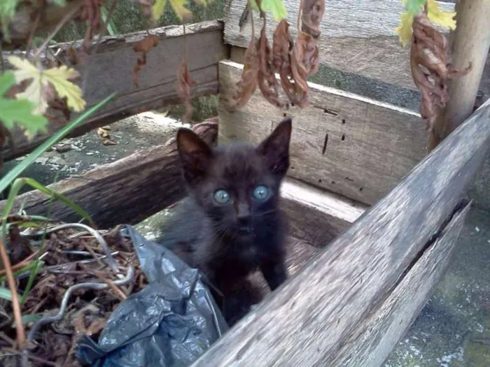 Gato ra a SRD idade Abaixo de 2 meses nome Filhote