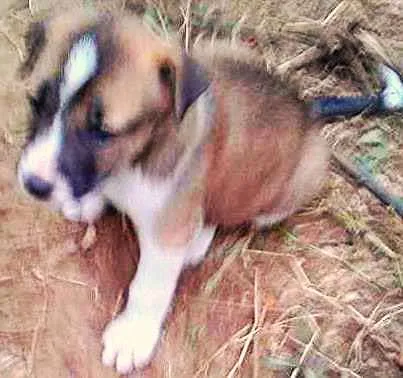 Cachorro ra a vira-lata idade 2 a 6 meses nome sem nomes