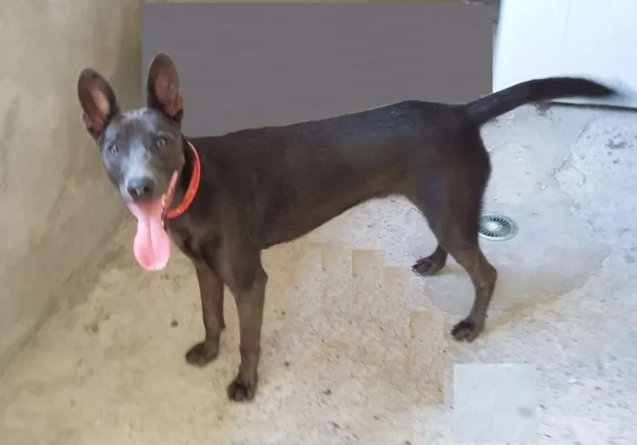 Cachorro ra a SRD idade 7 a 11 meses nome Astor