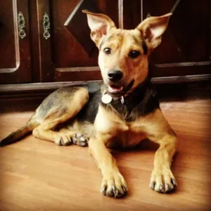 Cachorro raça SRD idade 7 a 11 meses nome Ethan Hunt