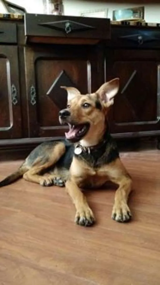 Cachorro ra a SRD idade 7 a 11 meses nome Ethan Hunt