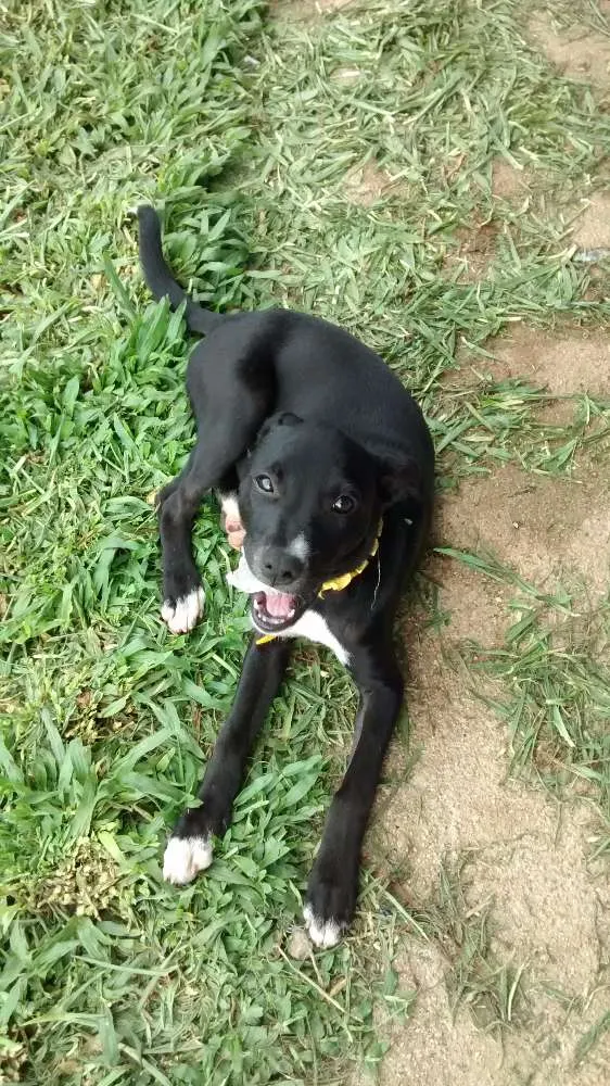 Cachorro ra a Srd idade 2 a 6 meses nome Teka