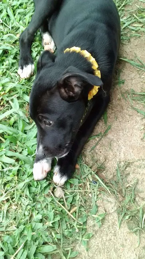 Cachorro ra a Srd idade 2 a 6 meses nome Teka