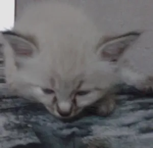 Gato raça srd idade 2 a 6 meses nome não tem nome
