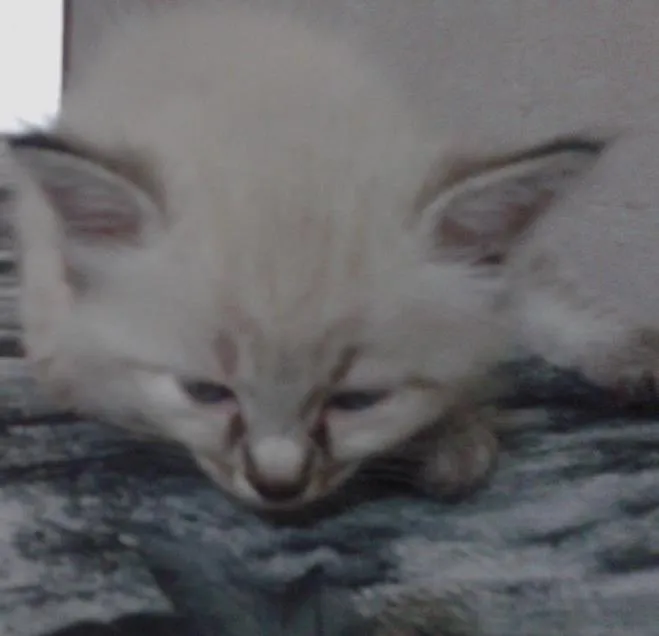 Gato ra a srd idade 2 a 6 meses nome não tem nome