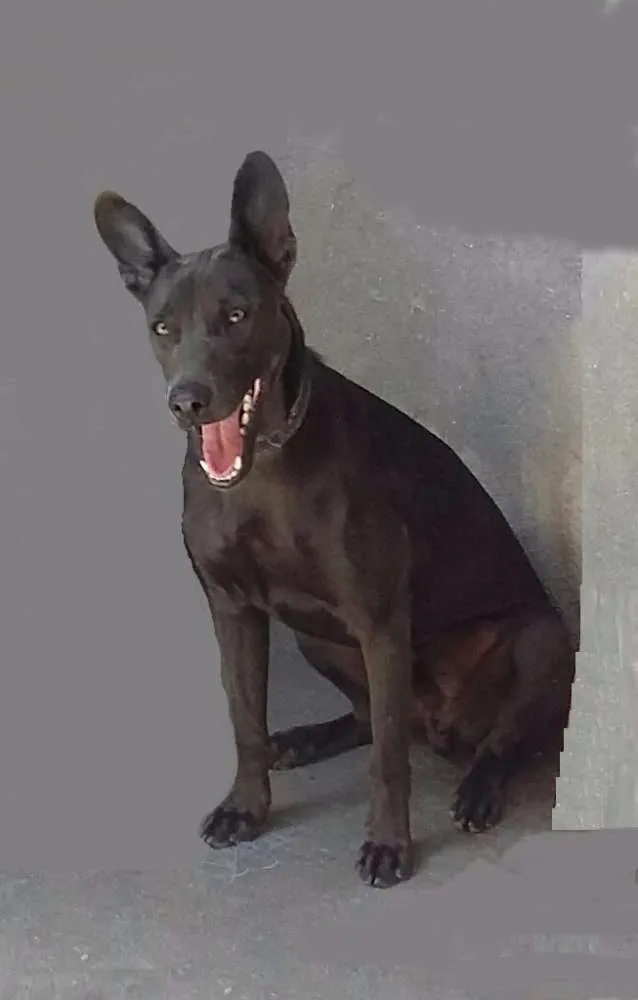 Cachorro ra a SRD idade 7 a 11 meses nome Astor