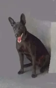 Astor