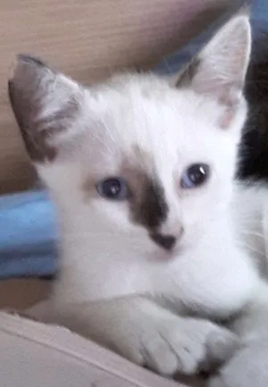 Gato raça Sialatas  idade Abaixo de 2 meses nome Princesa 