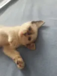 Princesa 