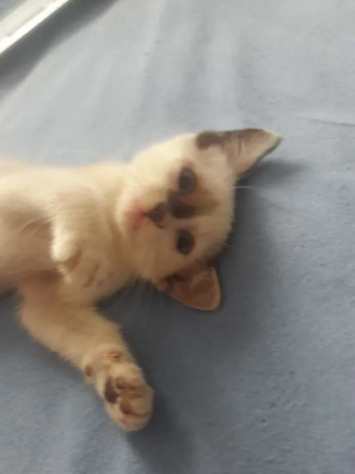 Gato ra a Sialatas  idade Abaixo de 2 meses nome Princesa 