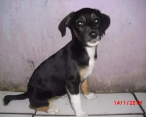 Cachorro raça SRD idade 2 a 6 meses nome BIA
