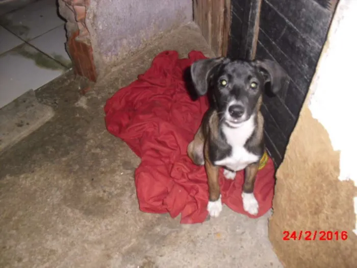 Cachorro ra a SRD idade 2 a 6 meses nome BELINHA