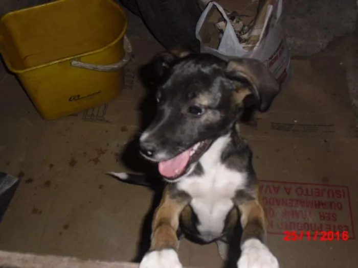 Cachorro ra a SRD idade 2 a 6 meses nome BELINHA