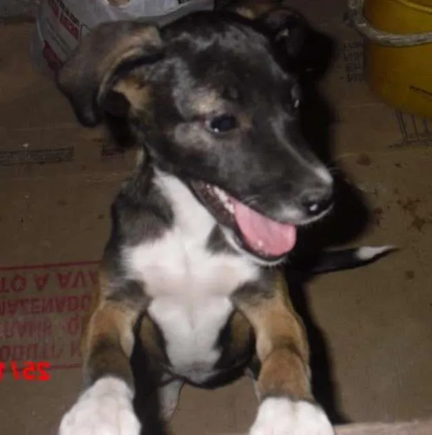 Cachorro ra a SRD idade 2 a 6 meses nome BELINHA