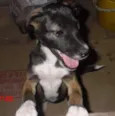 BELINHA