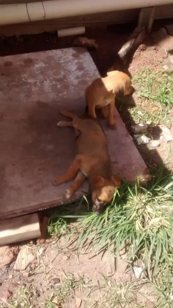 Cachorro raça vira latas idade 2 a 6 meses nome sem nomes