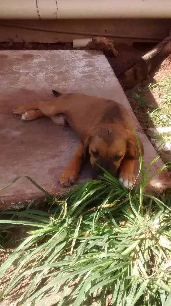 Cachorro raça vira latas idade 2 a 6 meses nome sem nomes