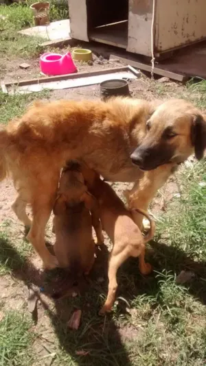 Cachorro raça vira latas idade 2 a 6 meses nome sem nomes