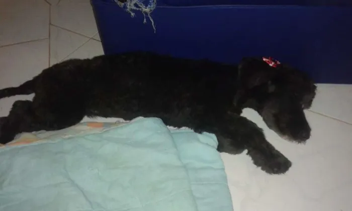 Cachorro raça vira lata idade 2 a 6 meses nome Paçoquinha