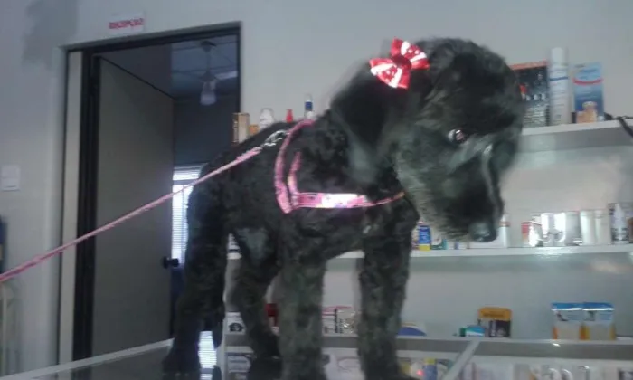 Cachorro raça vira lata idade 2 a 6 meses nome Paçoquinha
