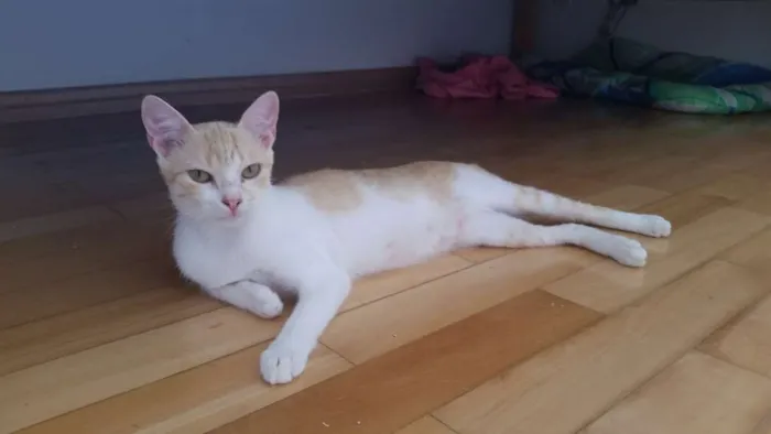 Gato ra a srd idade 1 ano nome Luna