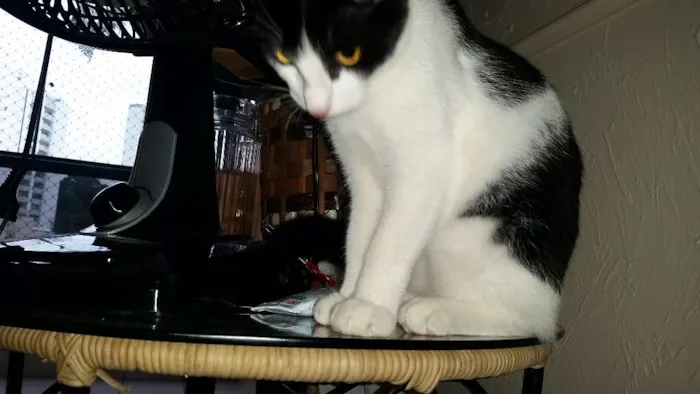 Gato ra a srd idade 2 a 6 meses nome Félix 