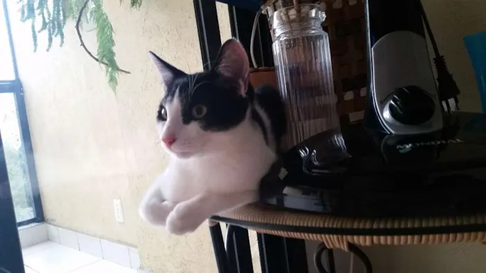Gato ra a srd idade 2 a 6 meses nome Félix 