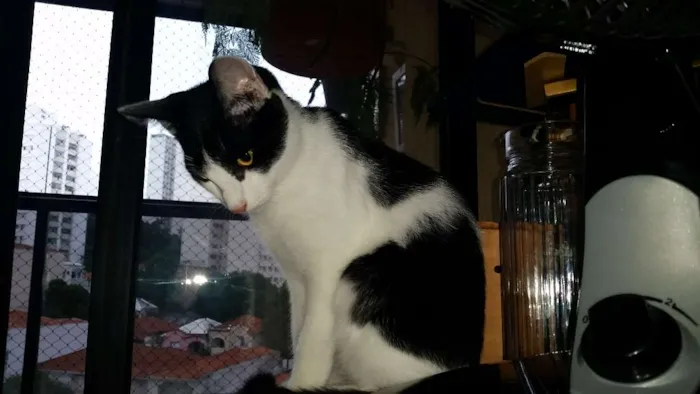 Gato ra a srd idade 2 a 6 meses nome Félix 