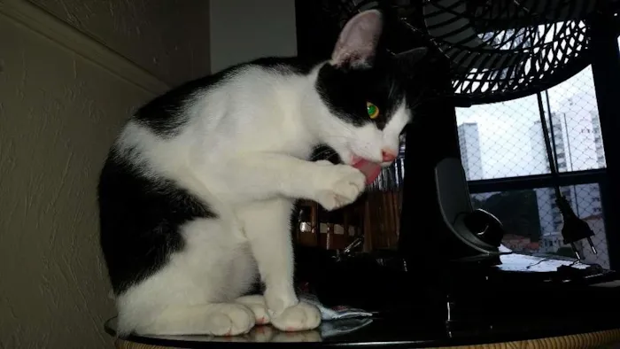 Gato ra a srd idade 2 a 6 meses nome Félix 
